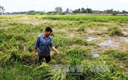 Nông dân Tây Ninh bị thiệt hại hàng chục tỷ đồng do mưa trái mùa