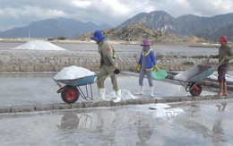 Ninh Thuận: Giá muối tăng mạnh, diêm dân không còn muối để bán