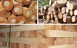 Viêt Nam đứng trước nguy cơ thiếu gỗ nguyên liệu
