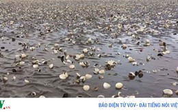 Thủy sản chết hàng loạt ở Kiên Giang chưa rõ nguyên nhân