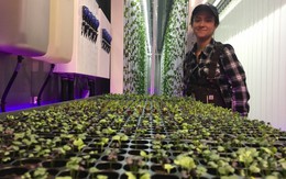 Dự án trồng rau trong container giữa lòng New York của em trai tỷ phú Elon Musk