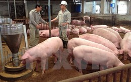 Bất chấp giá thịt lợn thấp kỷ lục, chăn nuôi gia công vẫn "sống khỏe"