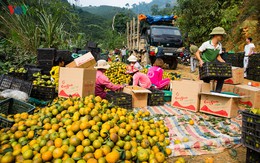 Chùm ảnh: Nhộn nhịp mùa thu hoạch cam ở Tuyên Quang