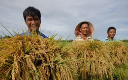 'Cởi trói' cho xuất khẩu gạo: Mới giải quyết phần ngọn