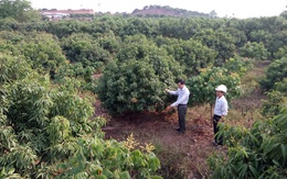 Không ồ ạt chuyển vải sang cây trồng khác