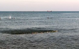 Đàn cá rẽ sóng ở biển Cửa Lò đông người