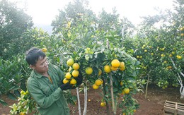 Thành tỷ phú nhờ trồng cam trên đất dốc