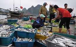 Tiếp tục dừng khai thác hải sản vùng đáy ở 4 tỉnh miền Trung