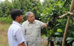Giá cây giống ăn quả đặc sản tại Tiền Giang tăng mạnh