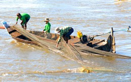 Đặc sản cá linh mất mùa, dân đổ xô đi săn lùng