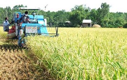 Giá lúa tăng nhưng năng suất kém nên nông dân lãi ít