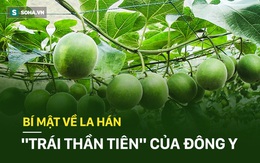 Đông y TQ ca ngợi đây là "quả thần tiên" của sức khỏe: VN vừa nhiều vừa rẻ