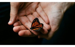 Hiệu ứng cánh bướm: Đổi đời từ những hành động không liên quan tưởng chừng là nhỏ nhất