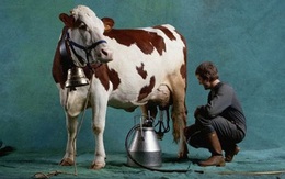 Chuyện người bán sữa bò rong và 6 bài học bán hàng kinh điển dân sales nào cũng cần biết