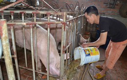 Chủ tịch Hội Chăn nuôi Việt Nam gửi tâm thư cho lãnh đạo Quốc hội, Nhà nước