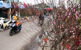 Người dân Hà Nội bỏ tiền triệu mua hoa lê trắng, đào rừng dịp Rằm tháng Giêng