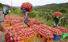 Thanh long Bình Thuận lao đao vì giá sụt giảm kỷ lục