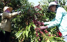 Cà phê Việt yếu từ tổ chức sản xuất đến chế biến