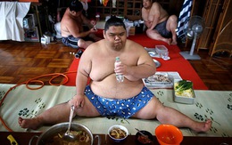 Vén màn cuộc sống của các đấu sĩ sumo tinh nhuệ tại Nhật Bản: Nạp 8.000 calo/ngày, phải thở bằng máy oxy khi ngủ