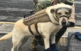 Cô chó được Tổng thống Mexico vinh danh sau khi cứu sống 52 người trong trận động đất khủng khiếp
