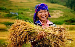 Động thái mới của Bộ Công thương trong việc “cởi trói” cho hạt gạo