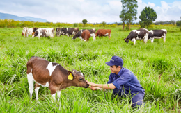 Báo lãi lớn từ khoản đầu tư vào Vinamilk, F&N Dairy tiếp tục miệt mài mua thêm cổ phiếu VNM