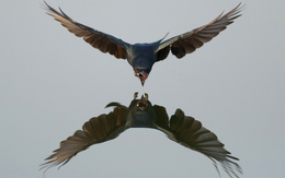 Chuyện cuối tuần: "Hiệu ứng chim mồi" và việc loại bỏ con chim mồi trong kinh doanh