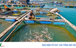 Ủy ban châu Âu sắp thanh tra thủy sản Việt Nam