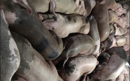 “Tuyên chiến” với nạn tiêm thuốc an thần vào lợn: Tạm cấm nhập khẩu thuốc an thần thú y 2 năm