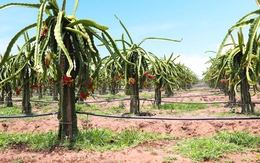 HAGL Agrico (HNG): Trái cây sau 9 tháng hoàn thành nửa kế hoạch năm, biên lợi nhuận giảm mạnh trong quý 3