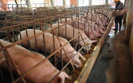 Tình hình giá cả tiêu thụ thịt lợn ở Trung Quốc