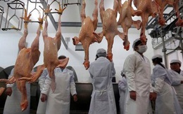 Trung Quốc điêu đứng vì thịt gà Brazil