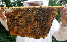 Những 'sai lầm' khiến mật ong Việt Nam xuất ngoại kém