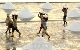 Diêm dân Bạc Liêu vui mừng vì giá muối tăng mạnh