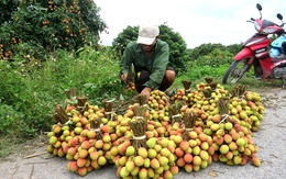 Thanh Hà hồ hởi được mùa vải sớm