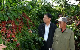 Nghịch lý lớn của ngành cà phê Việt Nam