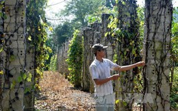 Nông dân điêu đứng vì cây tiêu chết hàng loạt