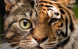 GS. Harvard: Việt Nam muốn làm mèo hay hổ của châu Á?