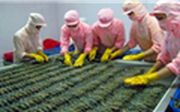 Doanh nghiệp Việt gặp khó vì quy định cấm nhập khẩu tôm của Úc