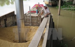 Xuất khẩu gạo của Việt Nam lại rơi vào vòng xoáy trầm lắng
