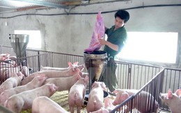 Đồng Nai vẫn còn tồn kho 280.000 con lợn đến kỳ xuất chuồng
