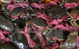 Giá cua biển thương phẩm tại tỉnh Trà Vinh tiếp tục tăng cao