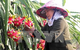 Giải bài toán tìm đầu ra cho các mặt hàng nông sản Việt Nam