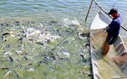 Giá cá tra nguyên liệu tại Đồng bằng sông Cửu Long ổn định ở mức cao
