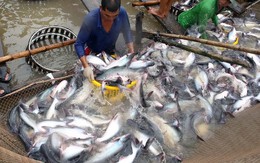 Bảo vệ cá tra Việt trước thông tin có tính bôi nhọ tại EU