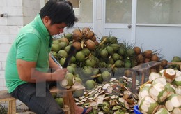 Bến Tre: Nghịch cảnh xứ dừa không thể sống nhờ cây dừa