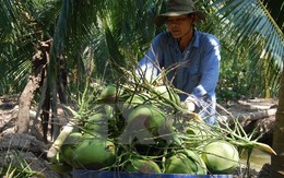 Tỉnh Bến Tre xây dựng chuỗi giá trị dừa xiêm xanh