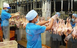 Thịt gà Việt Nam gian nan tìm đường xuất khẩu sang Nhật, EU