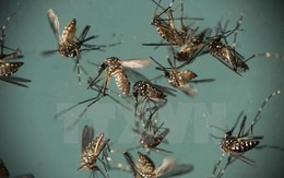 Công bố chi tiết về loại muỗi Aedes đang gây dịch sốt xuất huyết