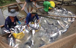 Truyền thông nước ngoài làm xấu hình ảnh cá tra của Việt Nam